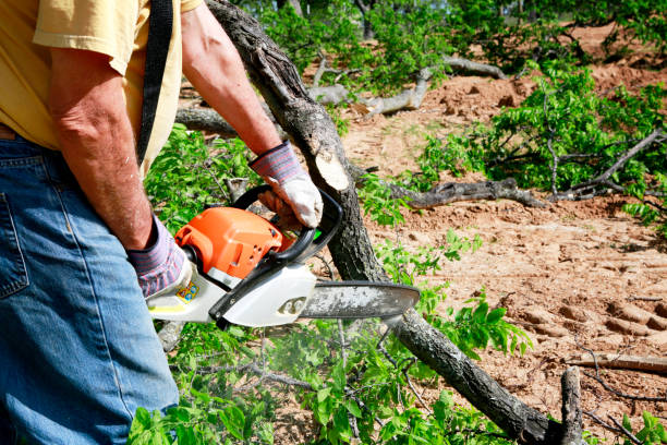 The Steps Involved in Our Tree Care Process in Ladysmith, WI